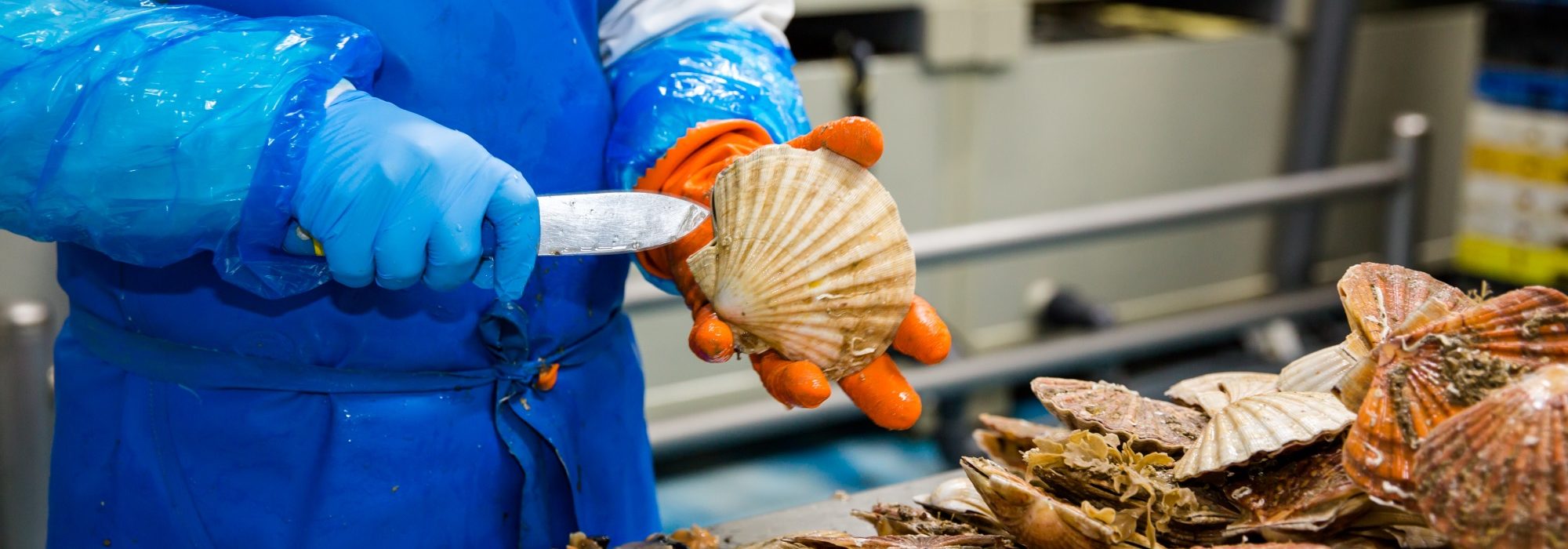 coquille st jacques Rouen Marée et Manche Marée fournisseur de produits de la mer