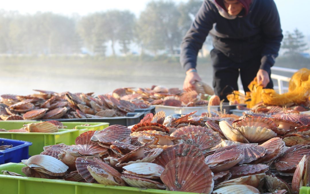 Fermeture de la pêche de la coquille Saint-Jacques en zone Baie de Seine